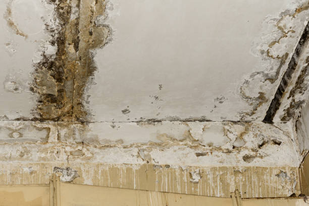 Best Mold Removal for HVAC Installations  in USA